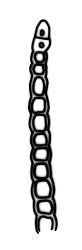 Fissidens blechnoides, leaf cross-section, margin of vaginant lamina. Drawn from holotype, J.E. Beever 84-98, CHR 521297.
 Image: R.C. Wagstaff © Landcare Research 2014 